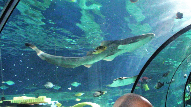 Atlantis Unterwasserwelt