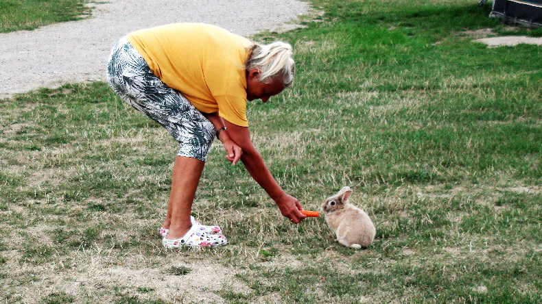 eine Möhre für ein (frei lebendes) Kaninchen