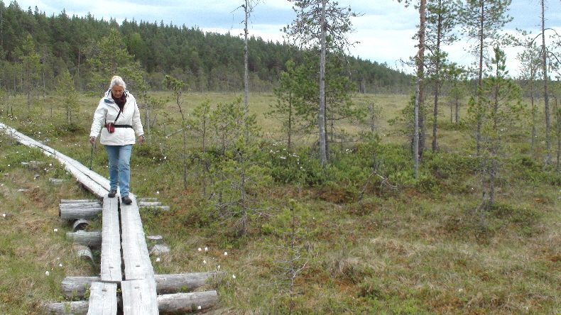 im Sumpf wächst nicht viel