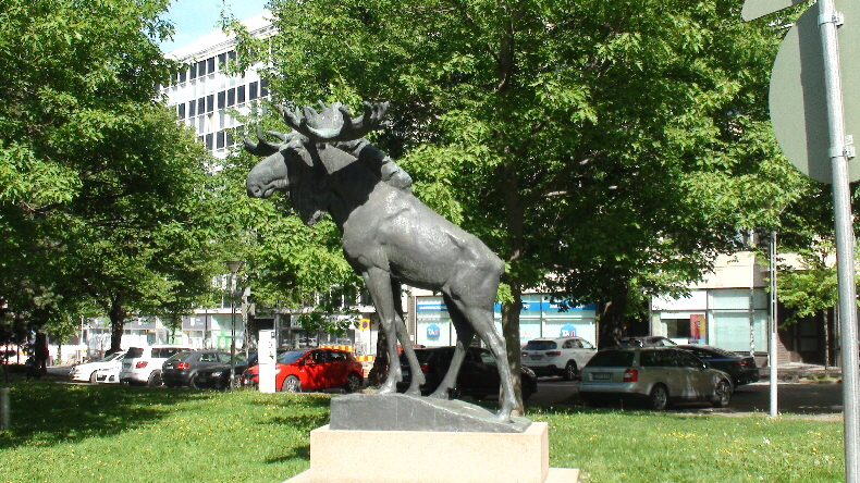 der erste Elch, den wir treffen