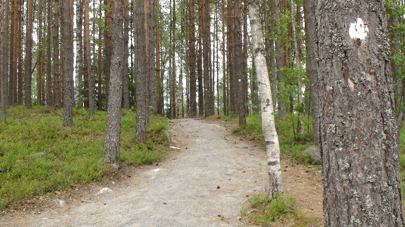 Befestigter Waderweg in den Wald