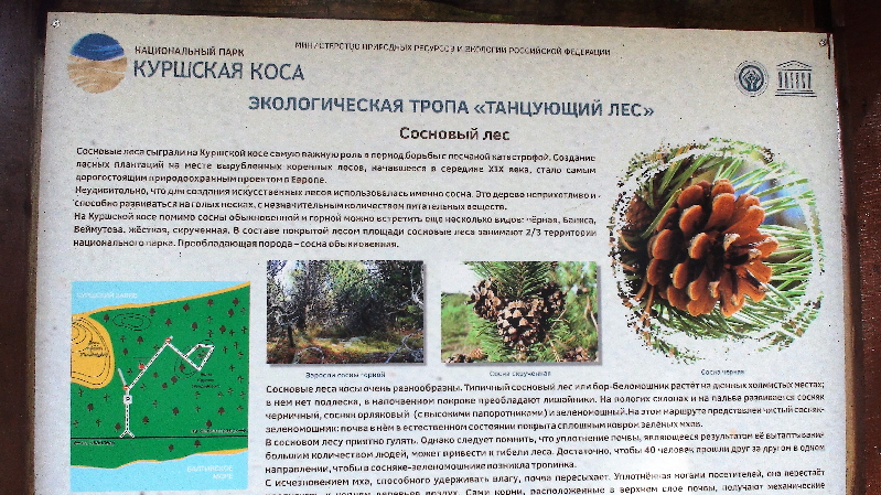 Wie kommt man zu den tanzenden Bäumen?