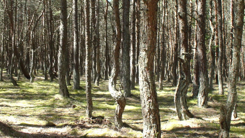 die ersten Kiefern mit Hüftschwung
