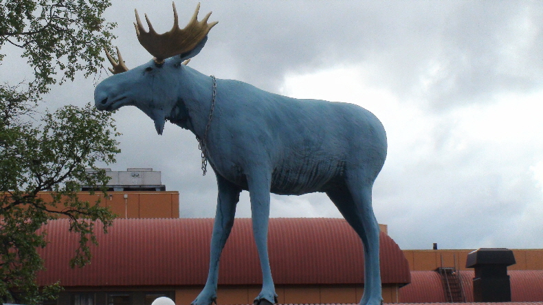 der erste Elch, den wir sehen