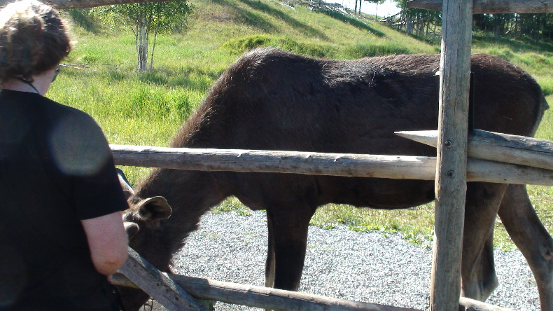 noch trennt uns ein Holzzaun ..