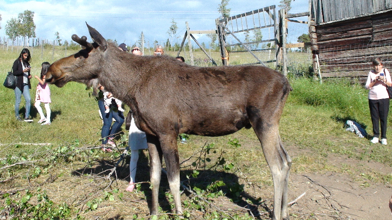 er ist noch keine 3 Jahre alt