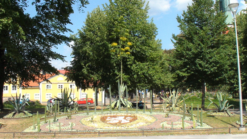 Kakteenensemble mit blühender Argave (in Schweden!)